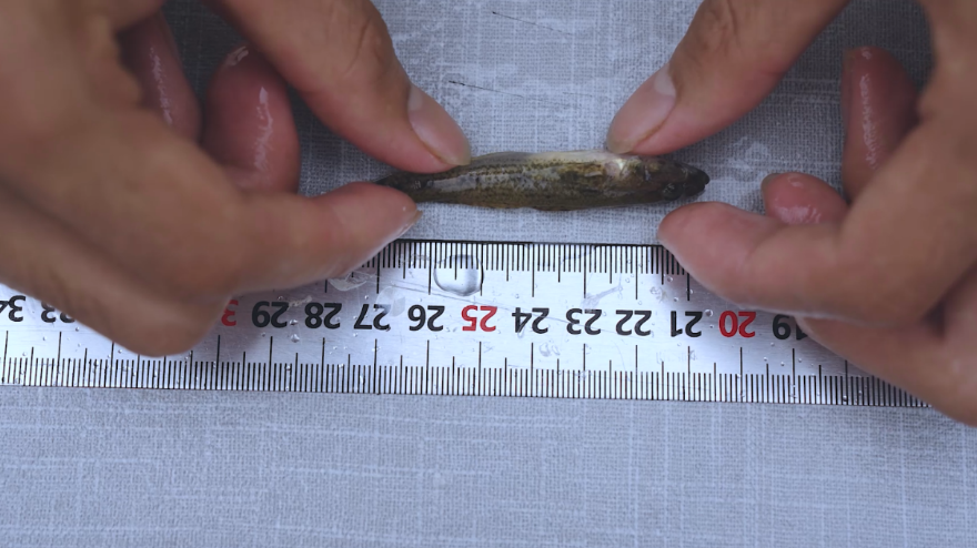 自動轉(zhuǎn)存圖片