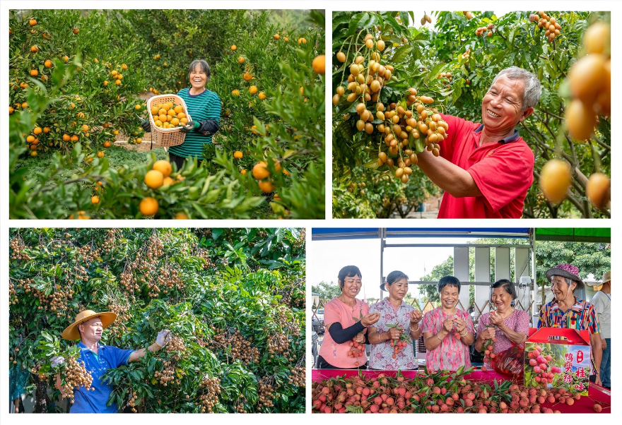 農(nóng)民豐收 周潔萍攝