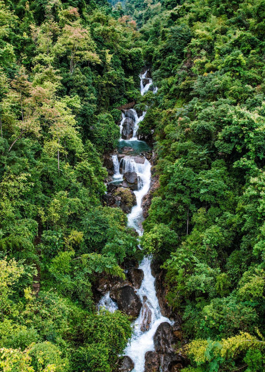廣州從化:生態環境持續向好 引來這群“兩棲精靈”流溪河國家森林公園)
