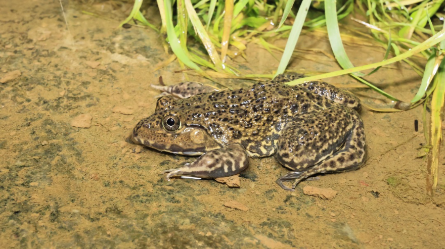 廣州從化:生態環境持續向好 引來這群“兩棲精靈”流溪河國家森林公園)