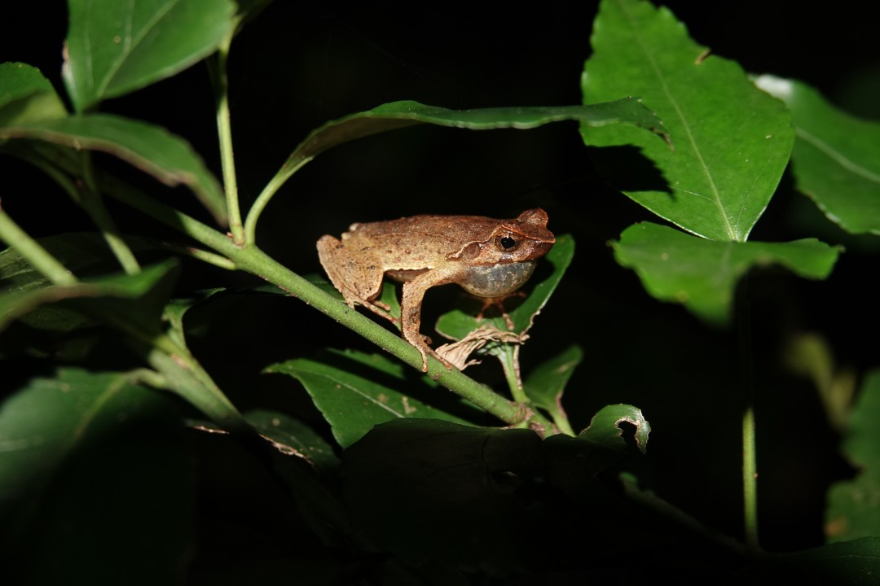 廣州從化:生態環境持續向好 引來這群“兩棲精靈”流溪河國家森林公園)