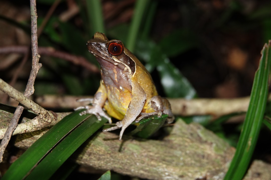 廣州從化:生態環境持續向好 引來這群“兩棲精靈”流溪河國家森林公園)