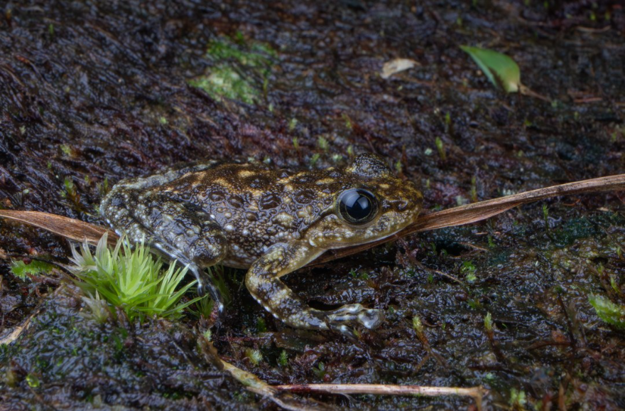 廣州從化:生態環境持續向好 引來這群“兩棲精靈”流溪河國家森林公園)