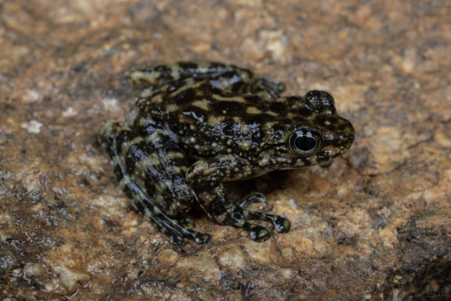 (廣州湍蛙正模標(biāo)本。齊碩/攝) (廣州湍蛙正模標(biāo)本。齊碩/攝)