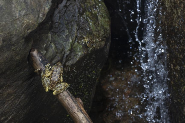 (自然狀態(tài)下的廣州湍蛙。周丹陽/攝) (自然狀態(tài)下的廣州湍蛙。周丹陽/攝)